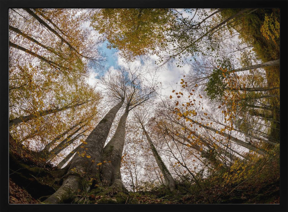 Wald | Poster