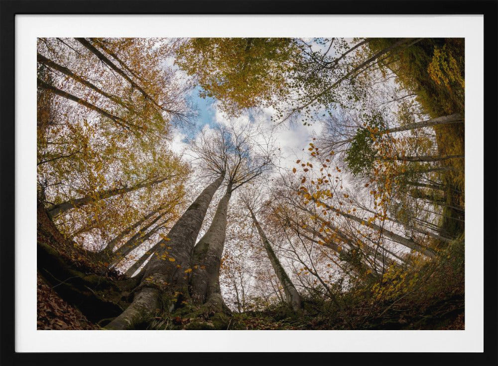 Wald | Poster