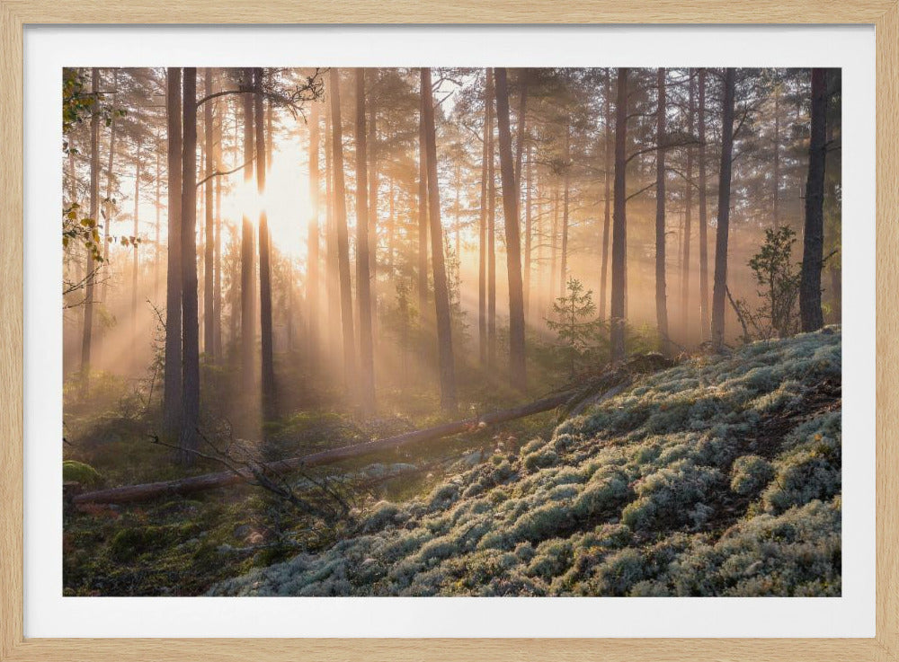 Nebel im Wald mit weißem Moos im Vordergrund | Poster