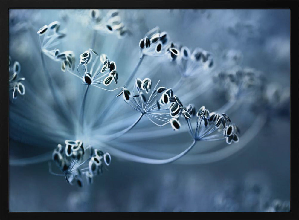 Dill | Poster