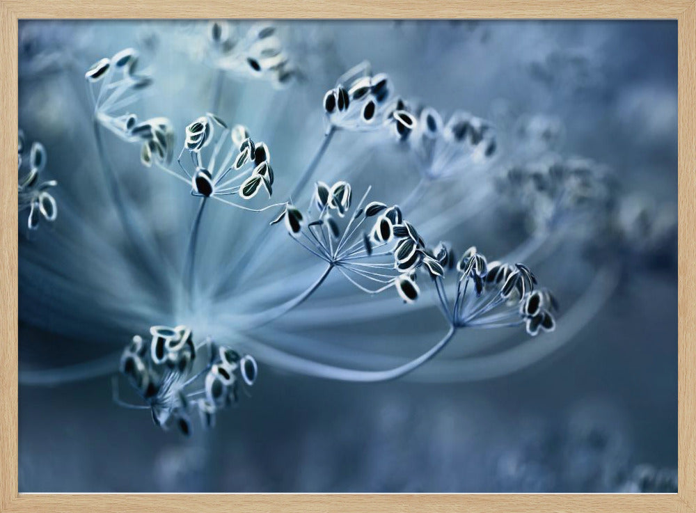 Dill | Poster