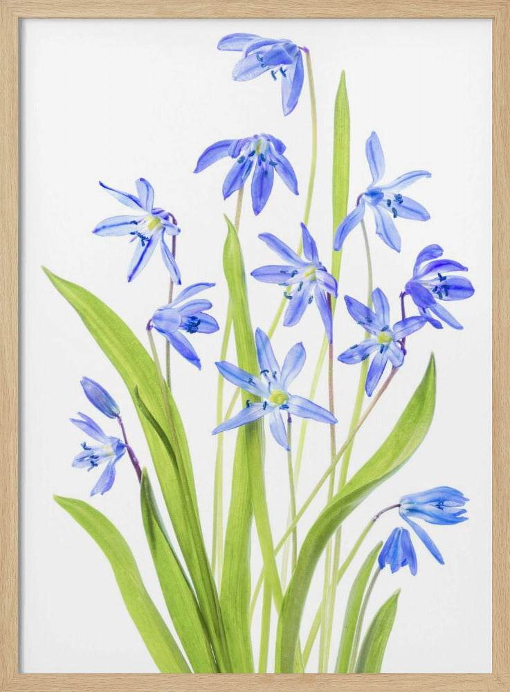 Scilla | Poster