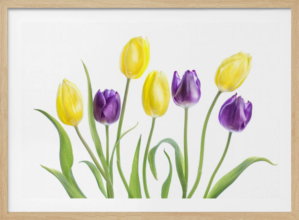 Tulpe | Poster
