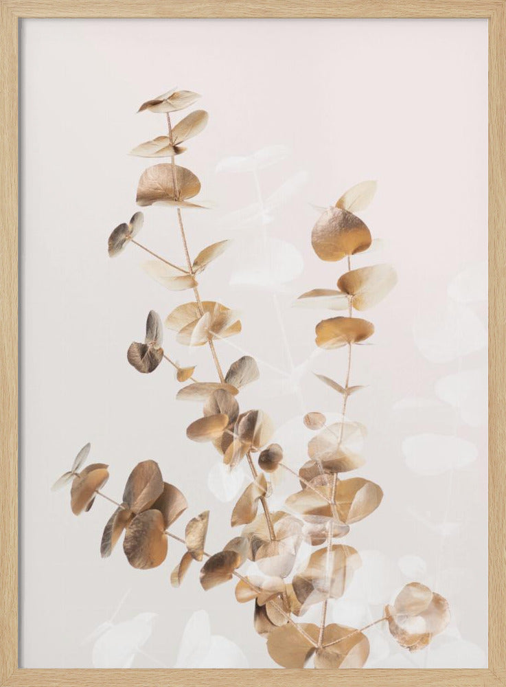 Eukalyptus Creative Gold 03 | Poster