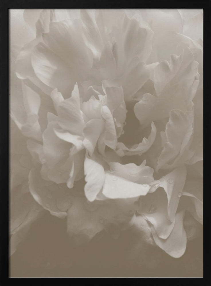 Pfingstrose_9 | Poster