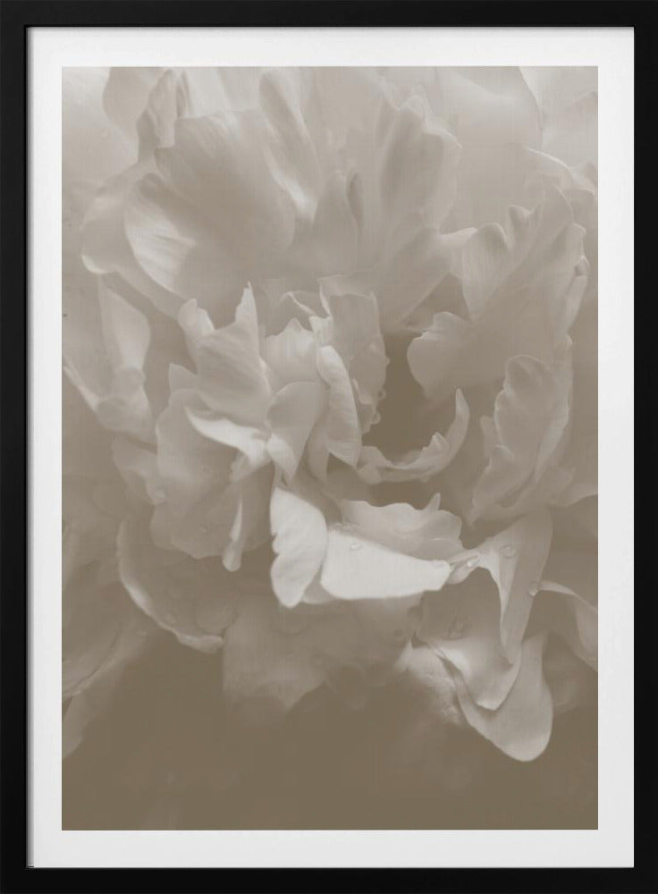 Pfingstrose_9 | Poster