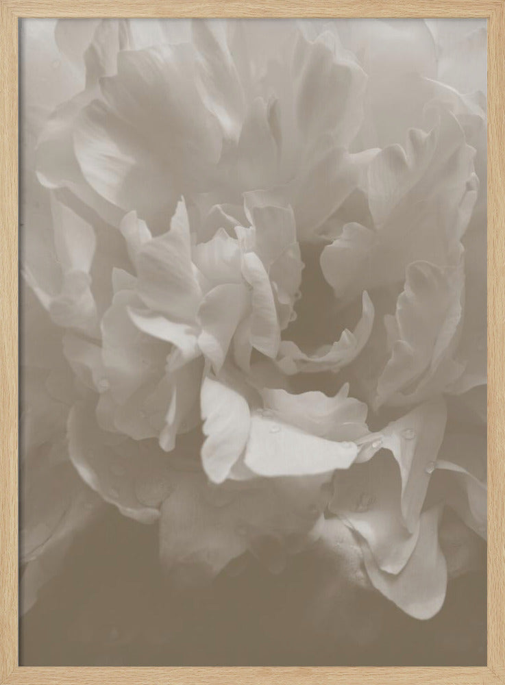 Pfingstrose_9 | Poster