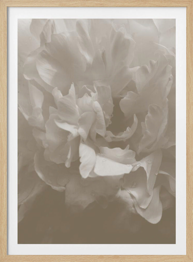 Pfingstrose_9 | Poster