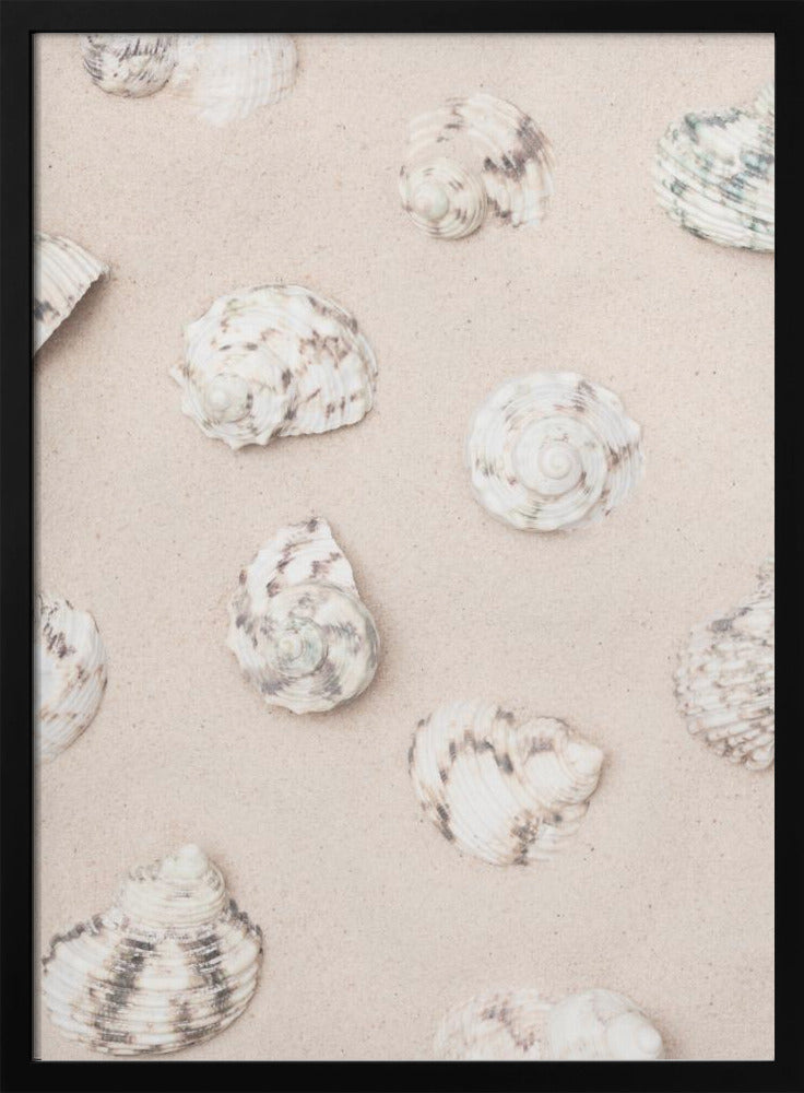 Muscheln_2 | Poster