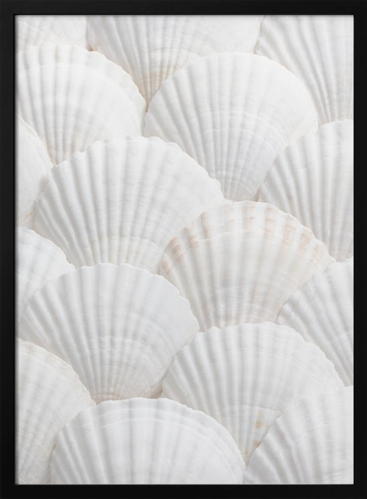 Muscheln_3 | Poster