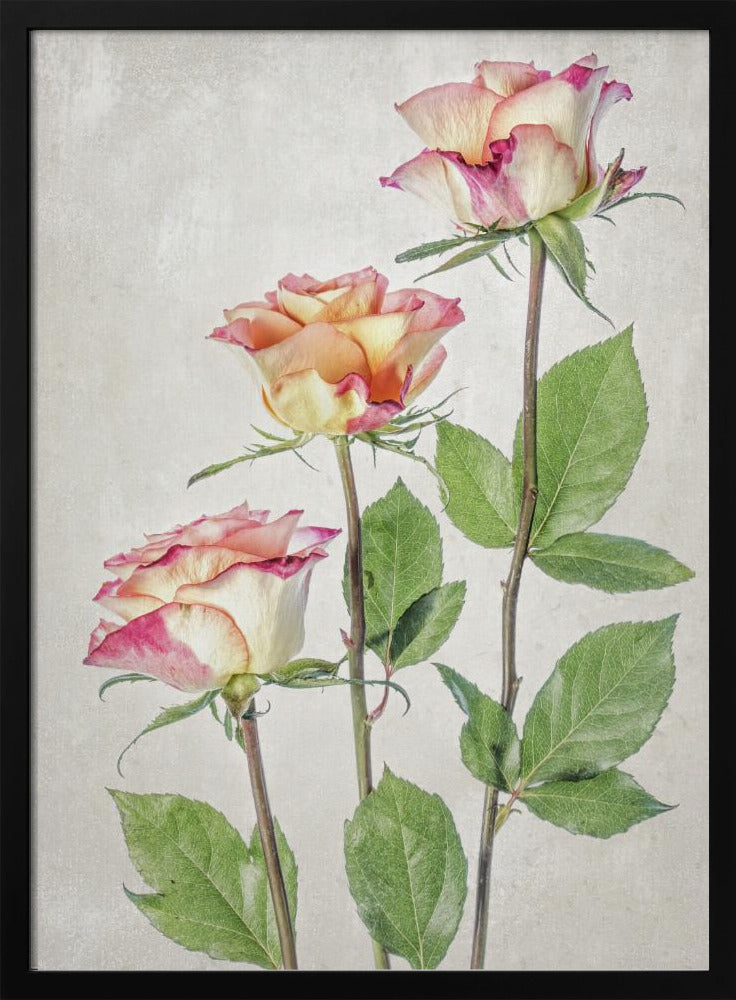 Roses | Poster