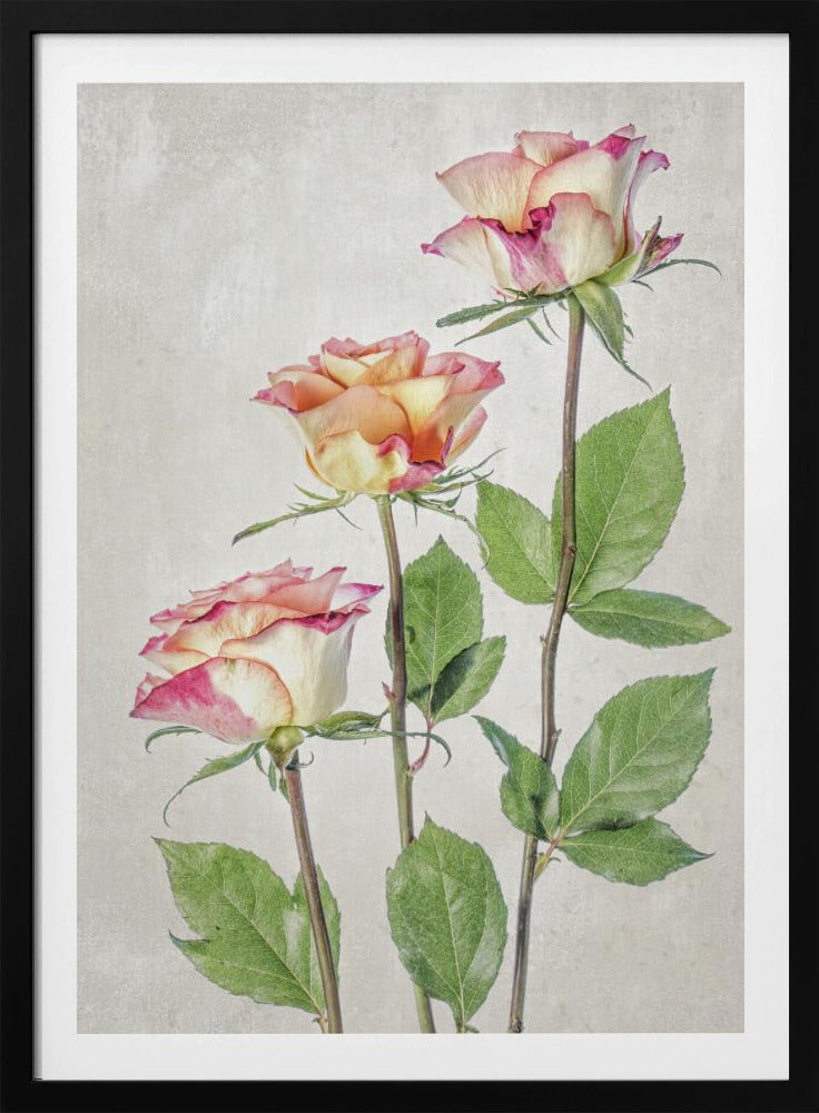 Roses | Poster