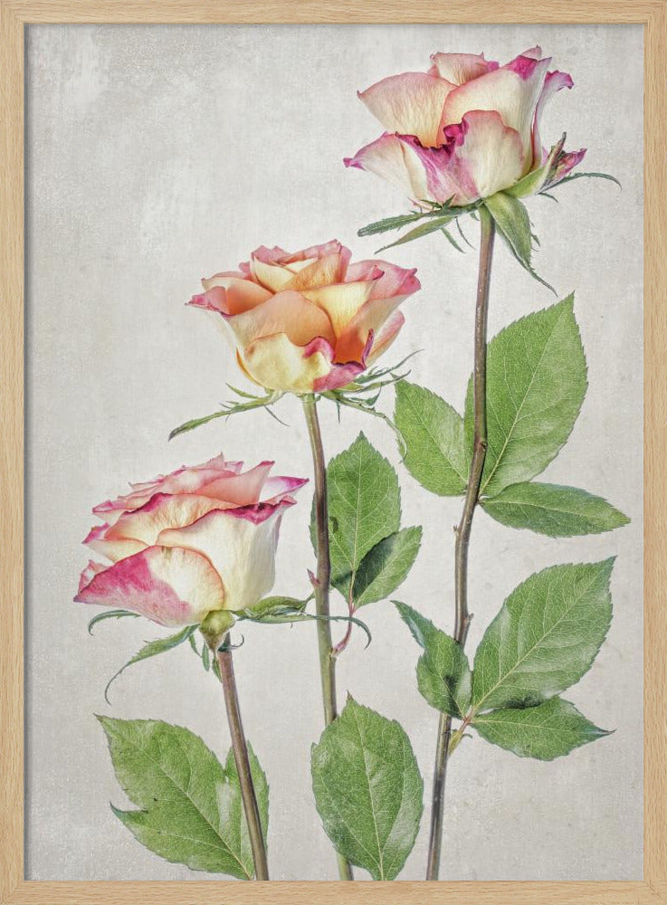 Roses | Poster