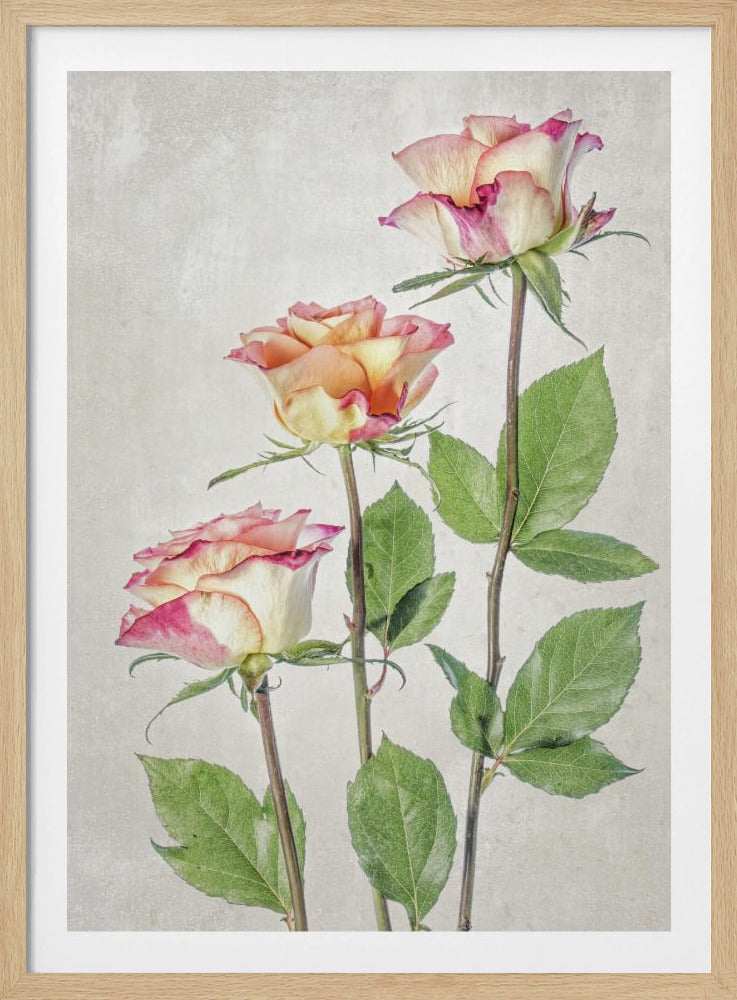 Roses | Poster