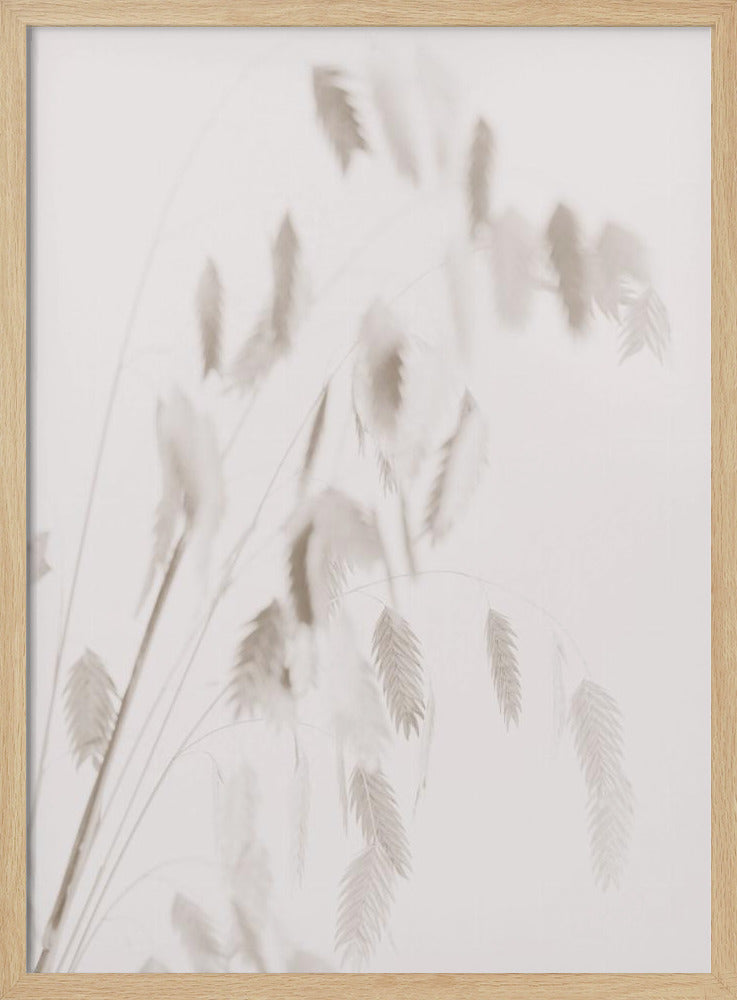 Getrocknetes Gras_rosa | Poster