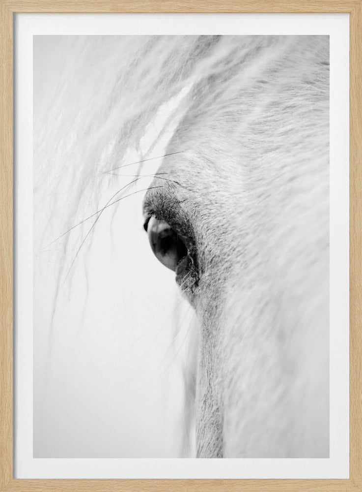 Schlauchauge | Poster