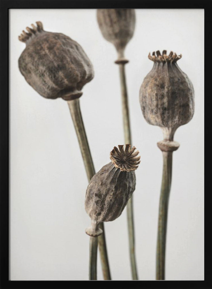 Getrocknet_006 | Poster