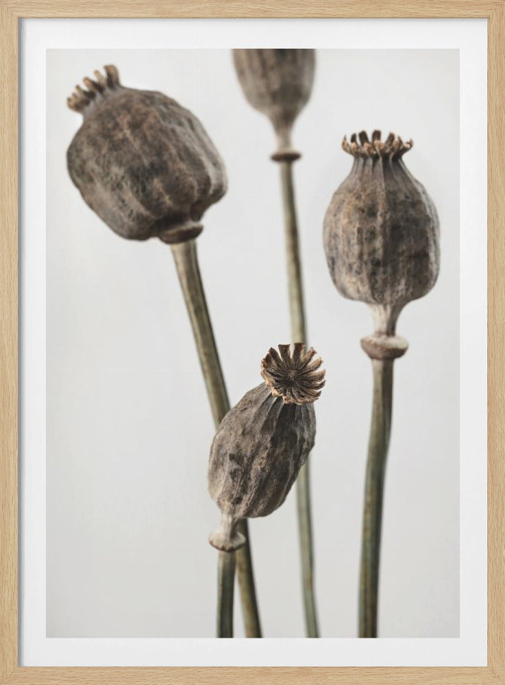 Getrocknet_006 | Poster
