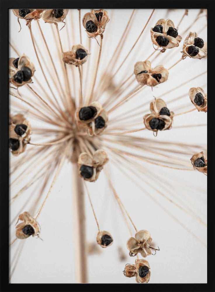 Getrocknet_007 | Poster