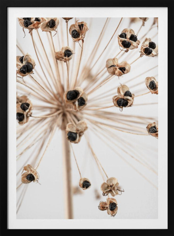 Getrocknet_007 | Poster