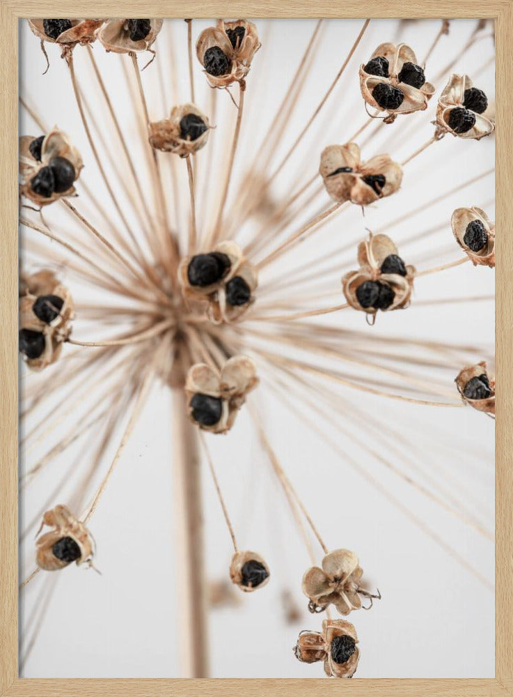 Getrocknet_007 | Poster