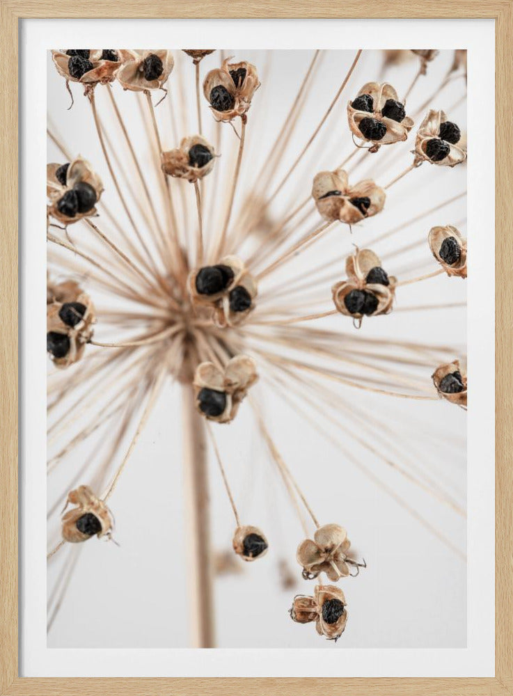 Getrocknet_007 | Poster