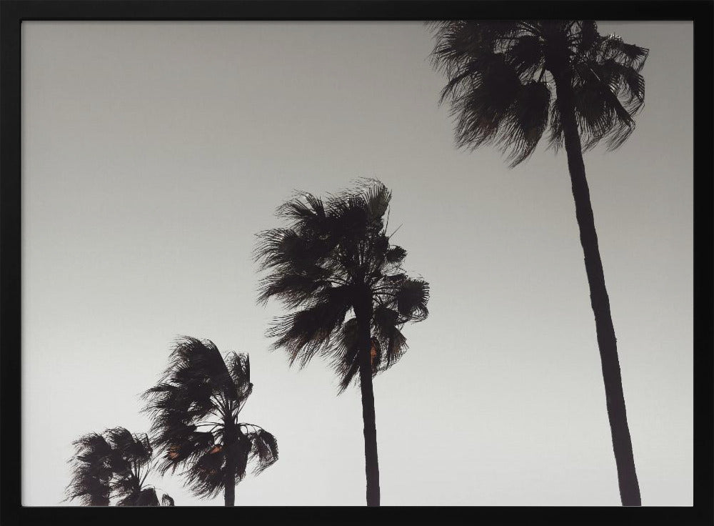 Palm_004 | Poster