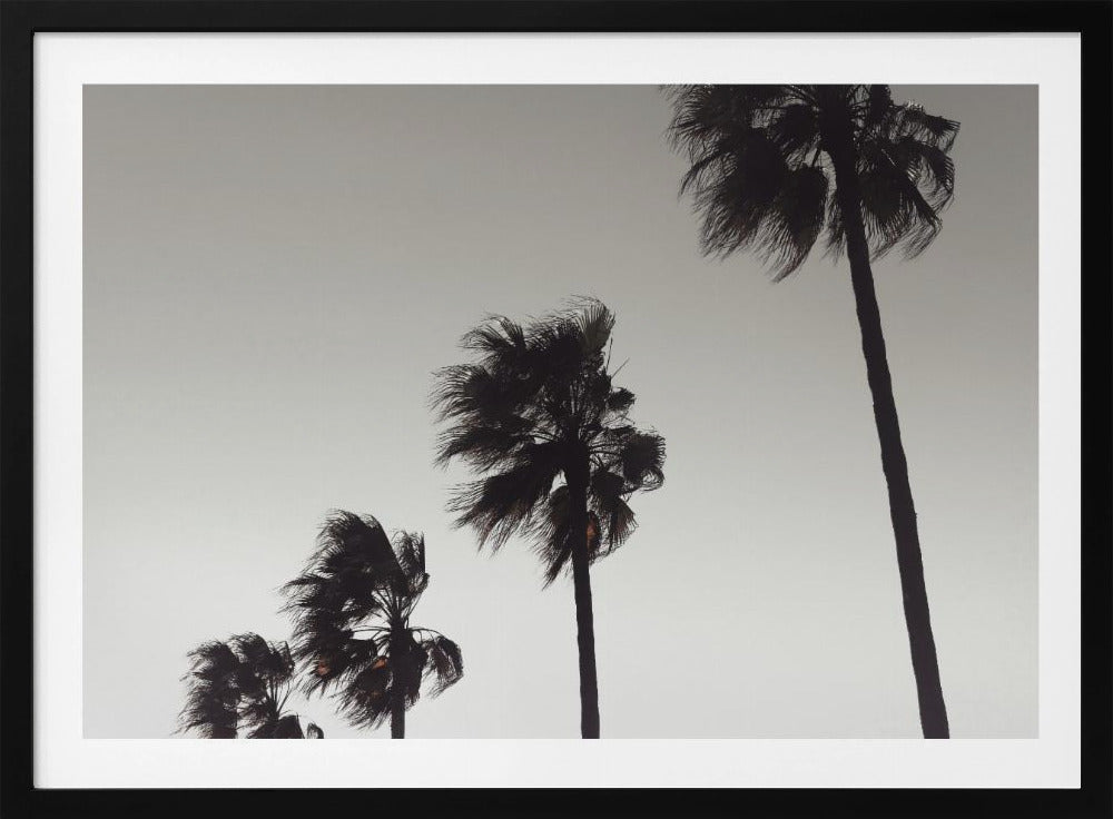 Palm_004 | Poster