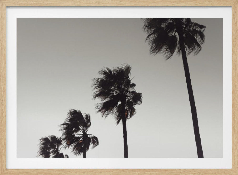 Palm_004 | Poster