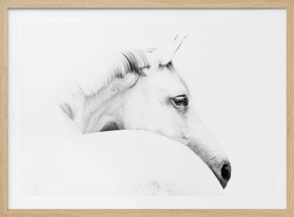 Pferd und Minimalismus | Poster