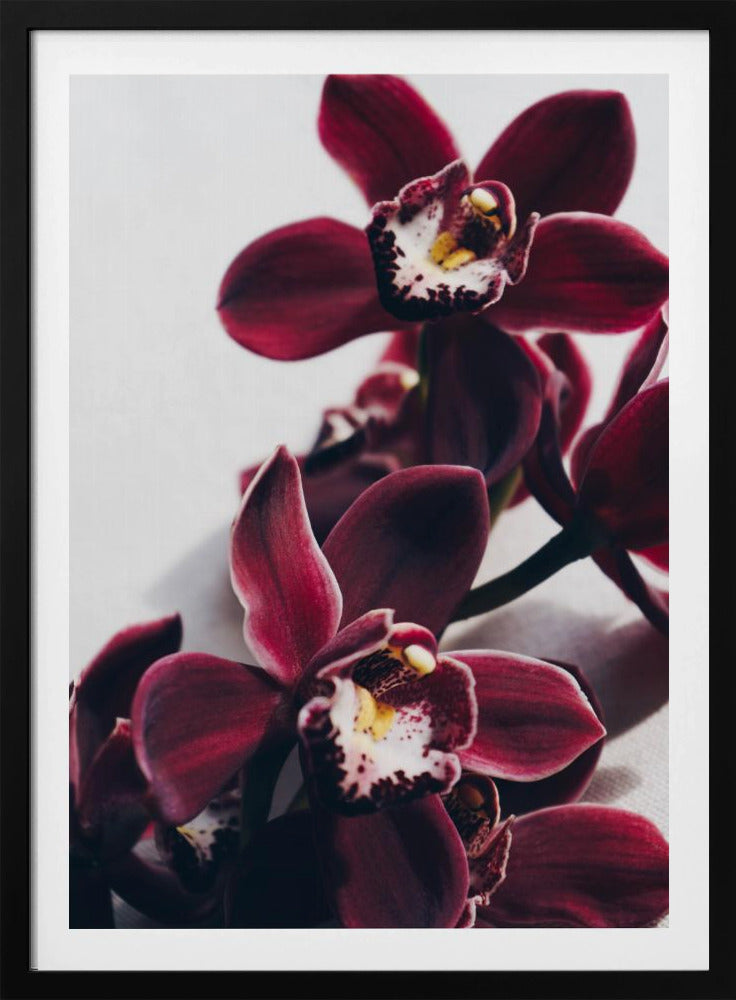 Samt-Orchidee-Dämmerung | Poster