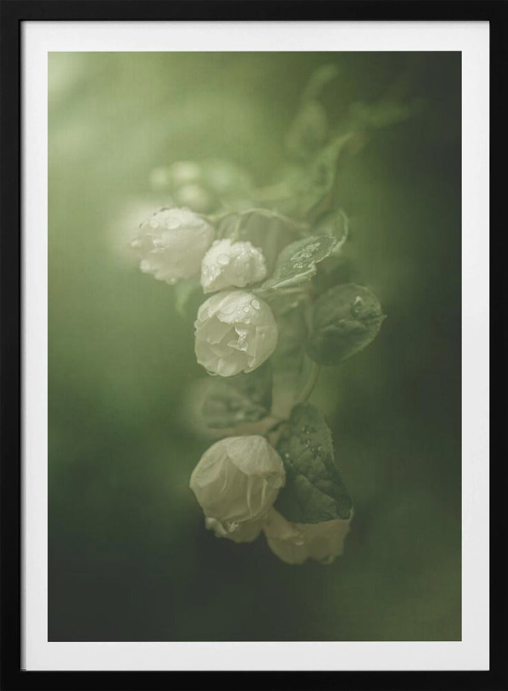 Jasmine | Poster