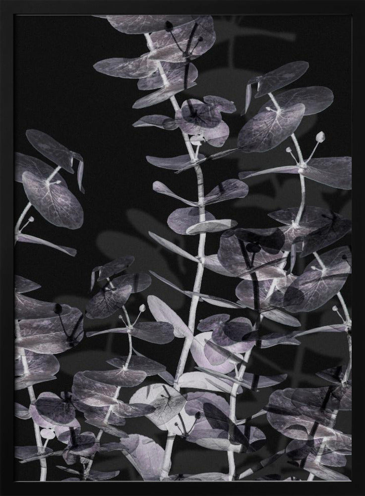 Eukalyptus_Negativ_002 | Poster