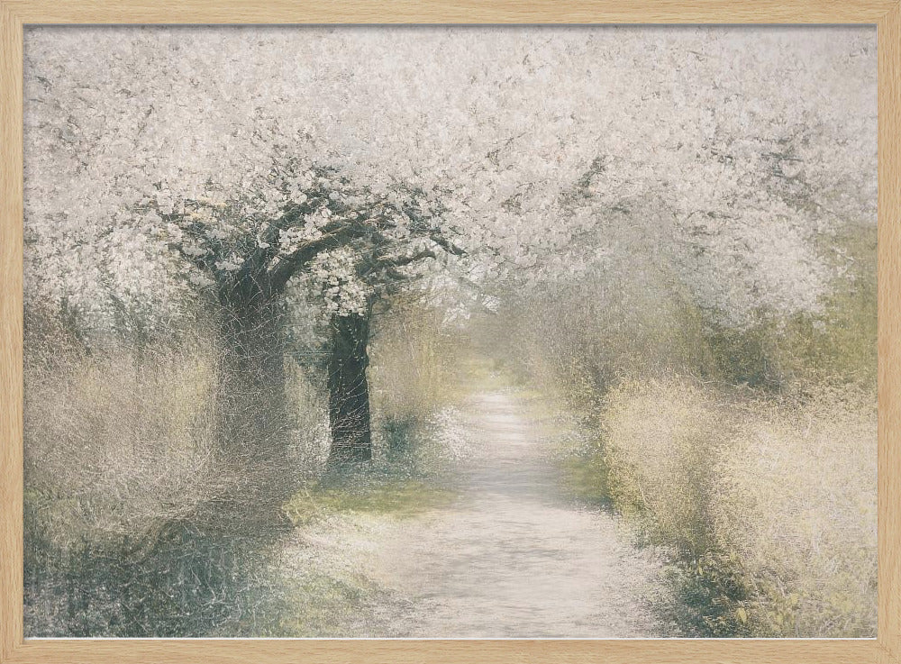 Cherry blossom | Poster