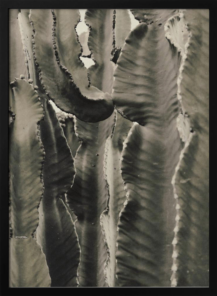 Cactus_002 | Poster