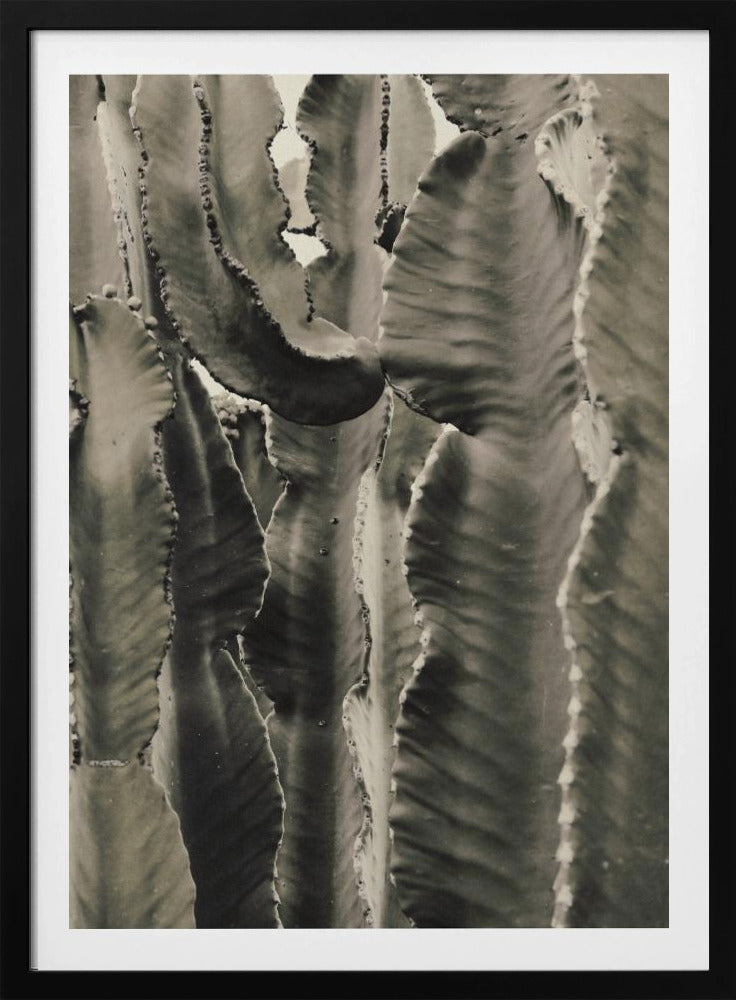Cactus_002 | Poster