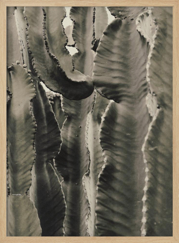 Cactus_002 | Poster