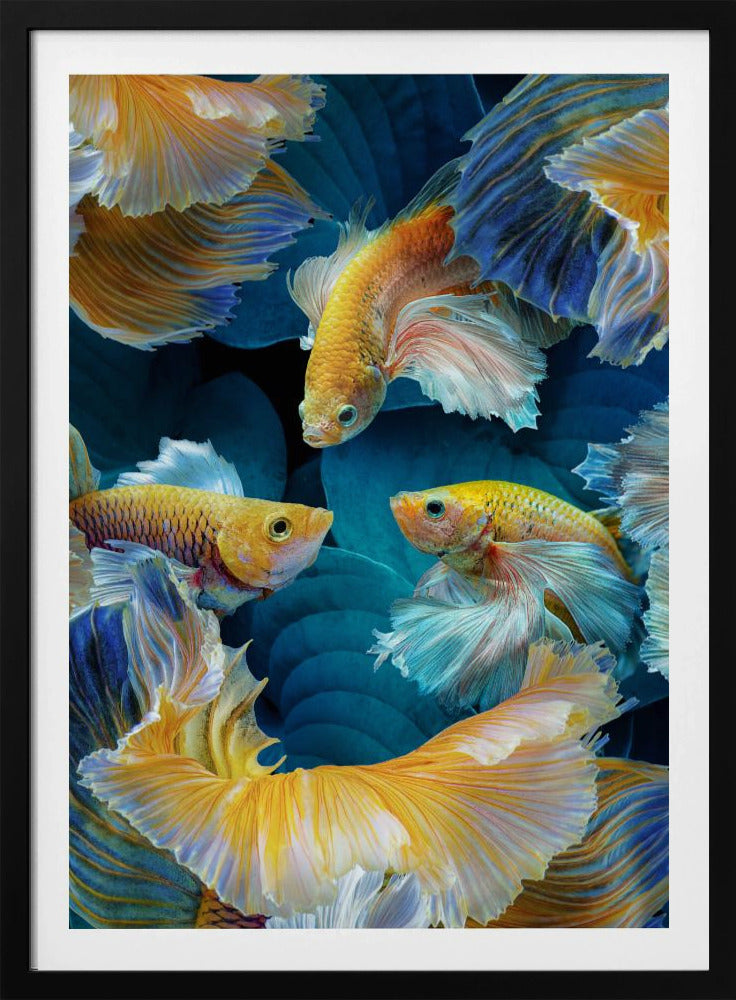 Farbfisch | Poster