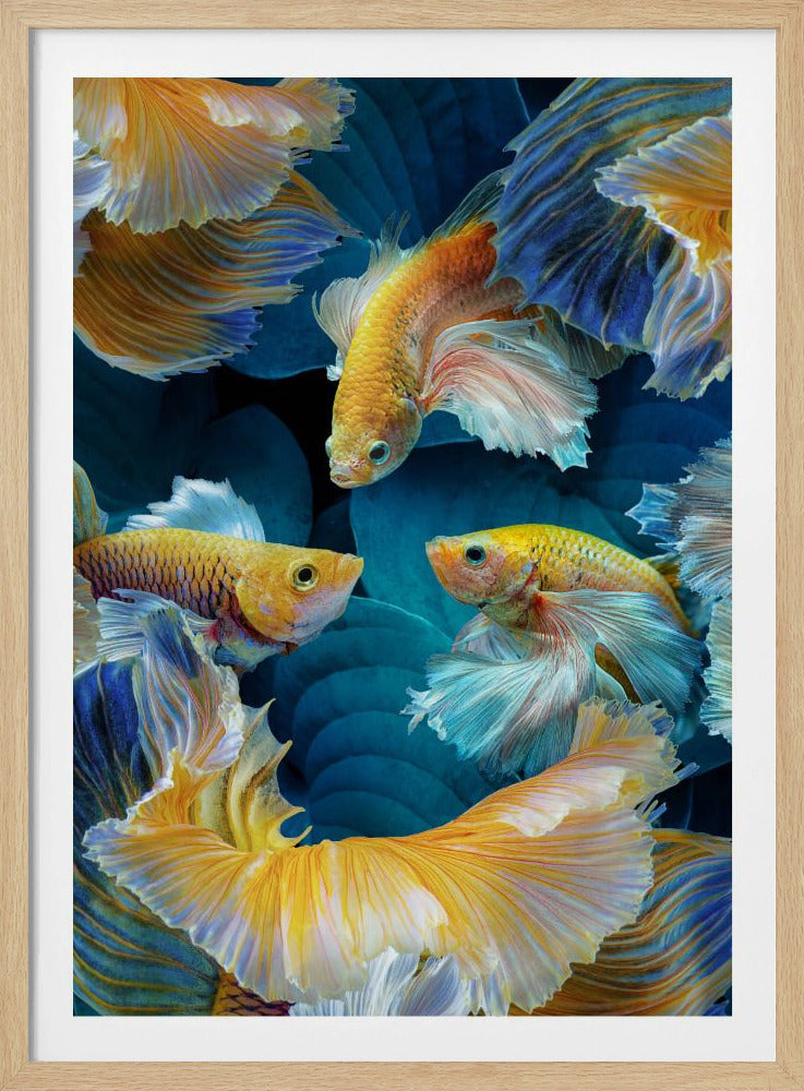 Farbfisch | Poster