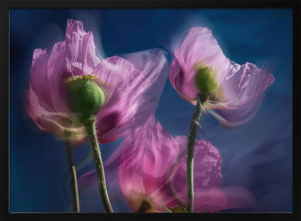 Mohnblumen am Wegesrand | Poster