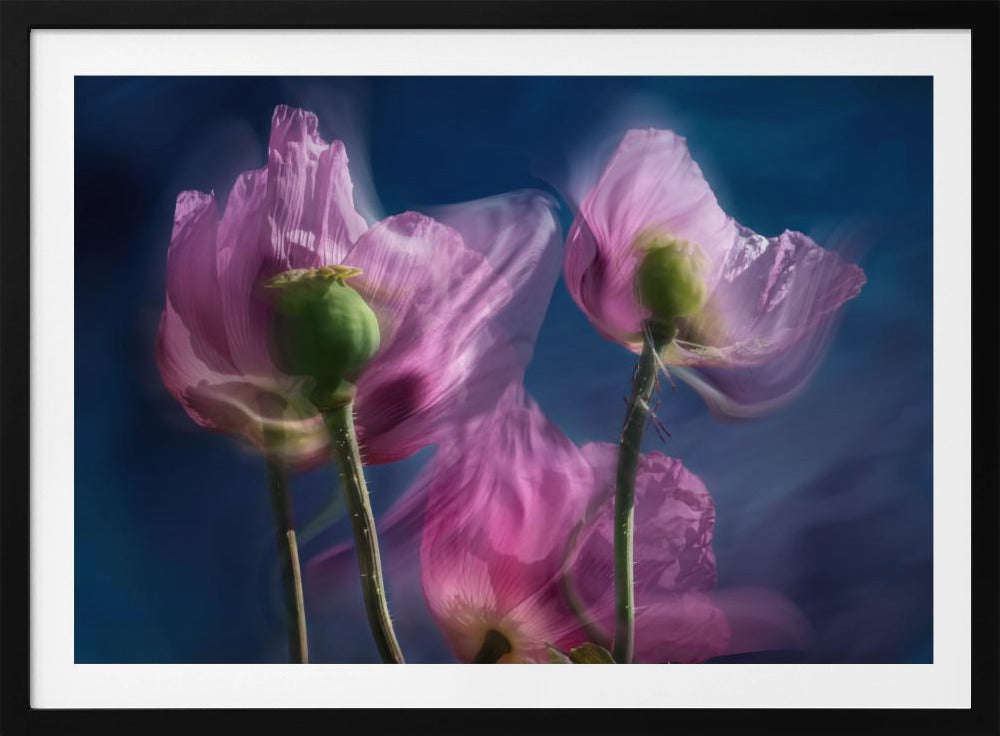 Mohnblumen am Wegesrand | Poster