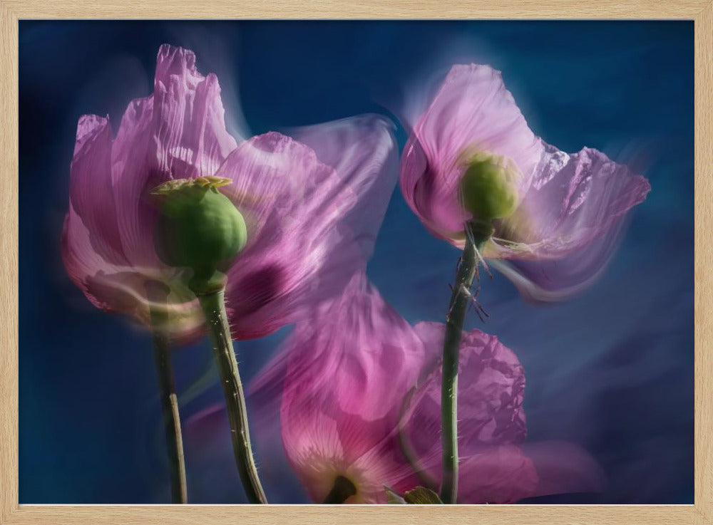 Mohnblumen am Wegesrand | Poster