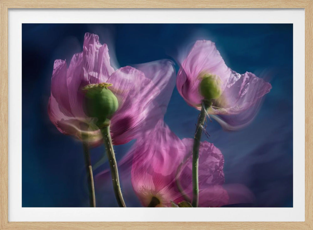 Mohnblumen am Wegesrand | Poster