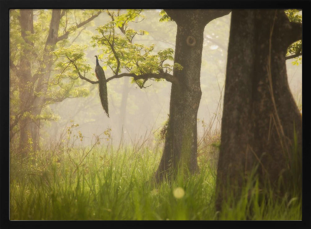 Peacock | Poster
