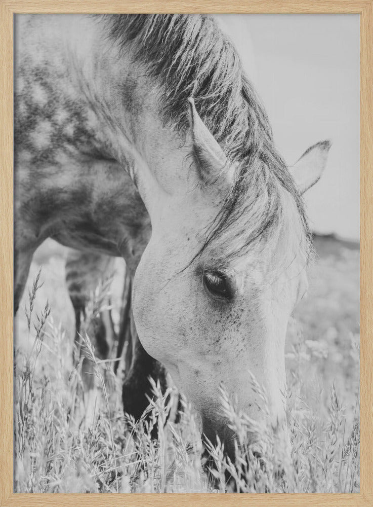 Hengst | Poster