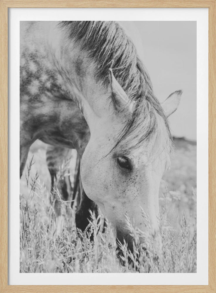 Hengst | Poster