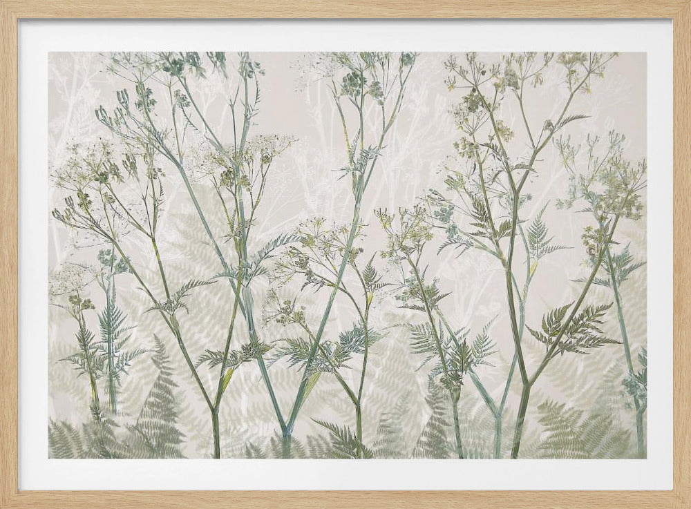 Wiesenkerbel | Poster