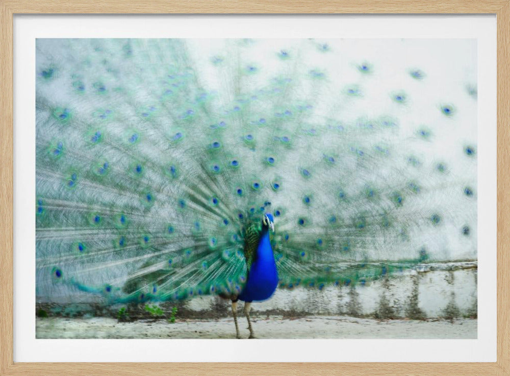 Pfau | Poster