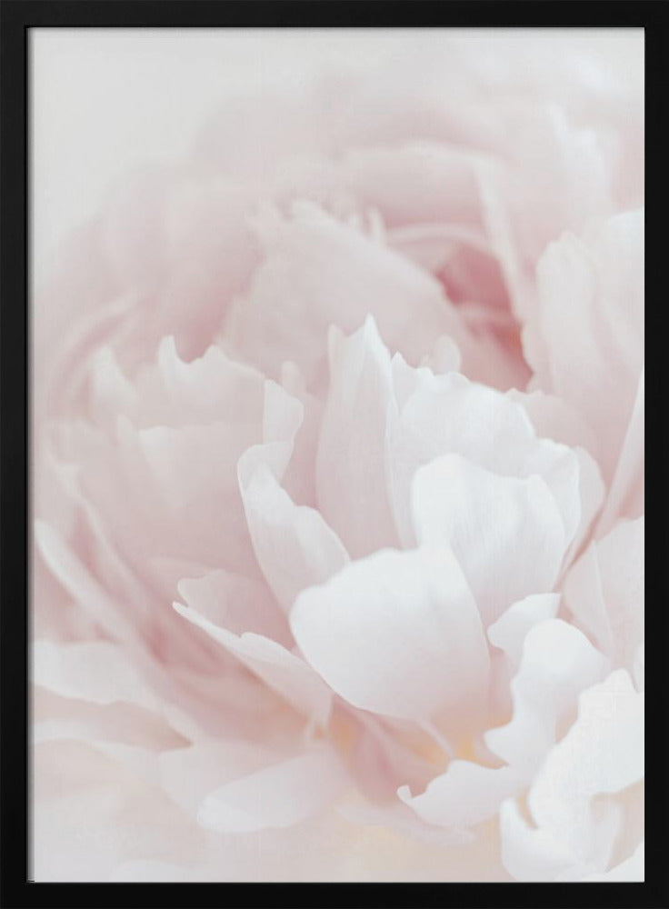 Peony 05 | Poster