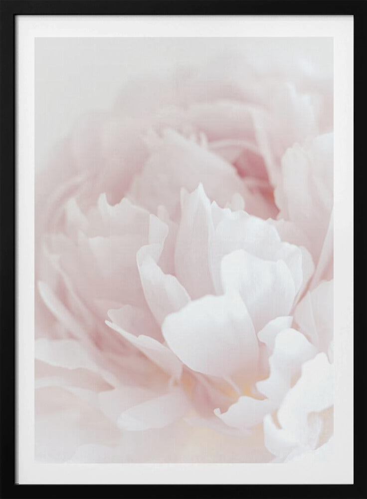 Peony 05 | Poster